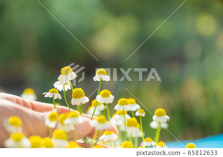 手指和洋甘菊花 手指和洋甘菊花 65812633