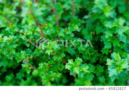 Bright green leaves top view minimalistic background Bright green leaves top view minimalistic background 65812817
