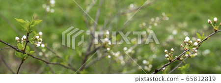 Blooming cherry tree Blooming cherry tree 65812819