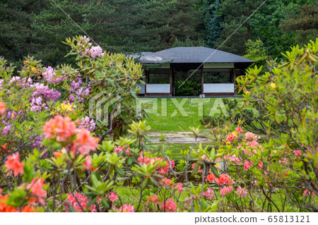 Blossoming rhododendrons in Japanezse garden in 65813121