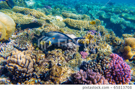 Tropical Fish on coral reef in Ras Mohammed national park 65813708