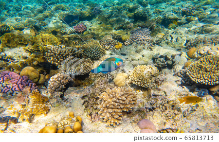 Tropical Fish on coral reef in Ras Mohammed national park 65813713
