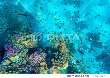 Tropical Fish on coral reef in Ras Mohammed national park 65813730
