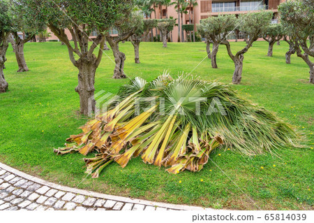 Palm branches leaves trimmed by a gardener, cleaning and cutting palm trees. Lying on a grassy lawn. 65814039