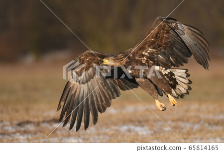 White tailed Eagle (Haliaeetus albicilla) White tailed Eagle (Haliaeetus albicilla) 65814165