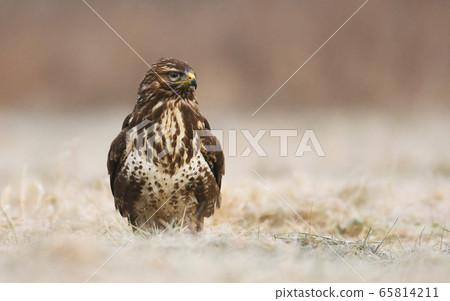 Common buzzard (Buteo buteo) 65814211