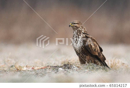 Common buzzard (Buteo buteo) 65814217