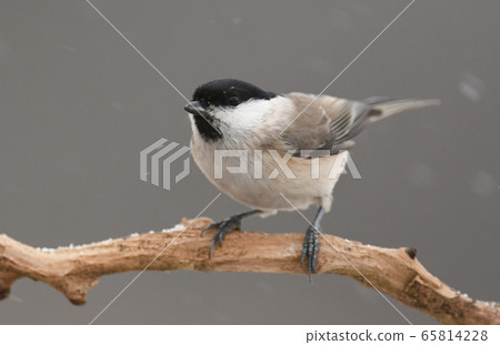 Marsh / willow tit 65814228
