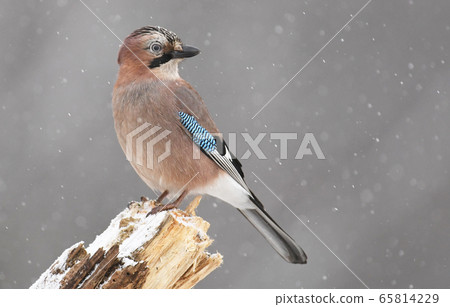 Eurasian Jay (Garrulus glandarius) 65814229