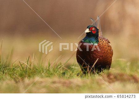 Ringneck Pheasant (Phasianus colchicus) Ringneck Pheasant (Phasianus colchicus) 65814273