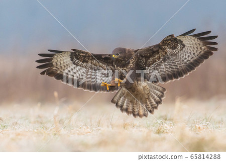 Common buzzard (Buteo buteo) 65814288
