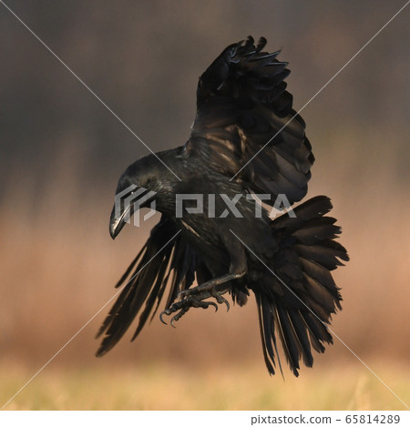 Common Raven (Corvus corax) Common Raven (Corvus corax) 65814289