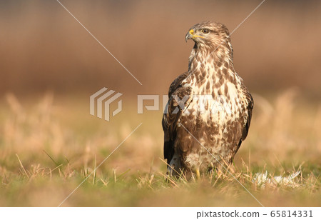 Common buzzard (Buteo buteo) Common buzzard (Buteo buteo) 65814331