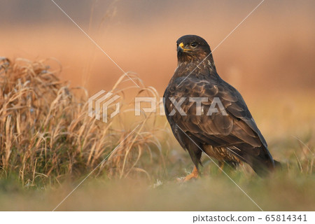 Common buzzard (Buteo buteo) 65814341