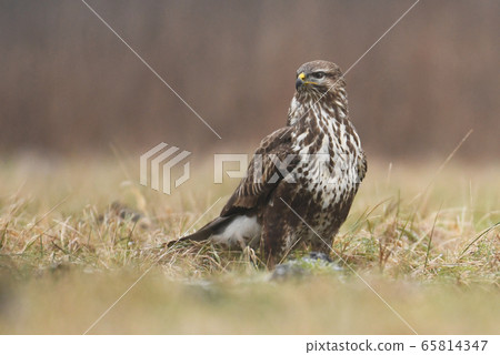 Common buzzard (Buteo buteo) 65814347