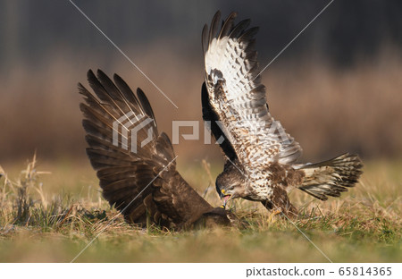 Common buzzard (Buteo buteo) Common buzzard (Buteo buteo) 65814365