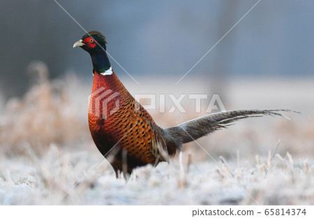 Ringneck Pheasant (Phasianus colchicus) Ringneck Pheasant (Phasianus colchicus) 65814374