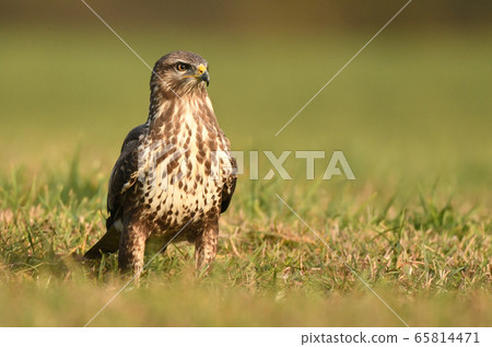 Common buzzard (Buteo buteo) Common buzzard (Buteo buteo) 65814471