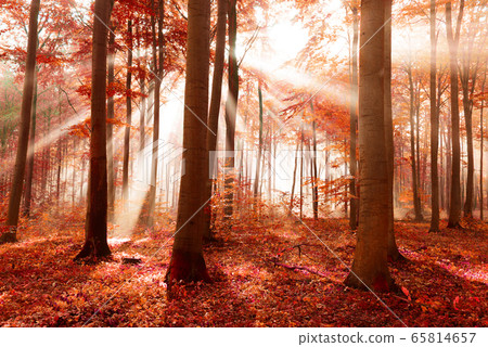 magic forest 65814657