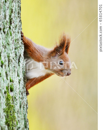 Red Squirrel (Sciurus vulgaris) 65814701