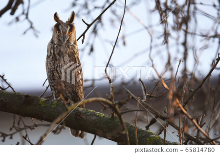 Long-eared owl (Asio otus) Long-eared owl (Asio otus) 65814780