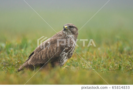 Common buzzard (Buteo buteo) 65814833