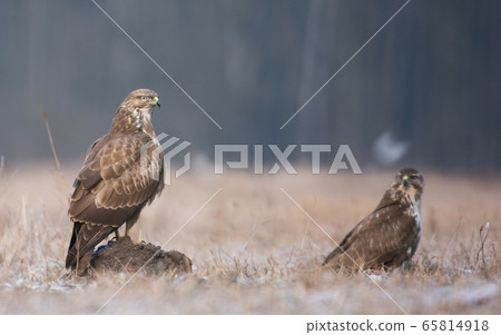 Common buzzard (Buteo buteo) Common buzzard (Buteo buteo) 65814918