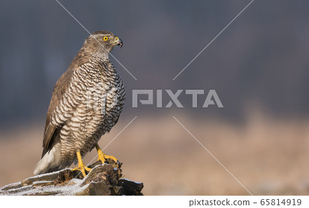 Northern Goshawk (Accipiter gentilis) Northern Goshawk (Accipiter gentilis) 65814919
