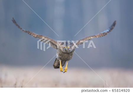 Northern Goshawk (Accipiter gentilis) Northern Goshawk (Accipiter gentilis) 65814920