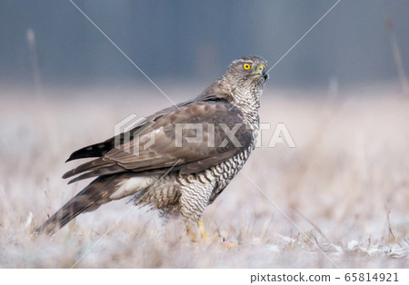 Northern Goshawk (Accipiter gentilis) Northern Goshawk (Accipiter gentilis) 65814921