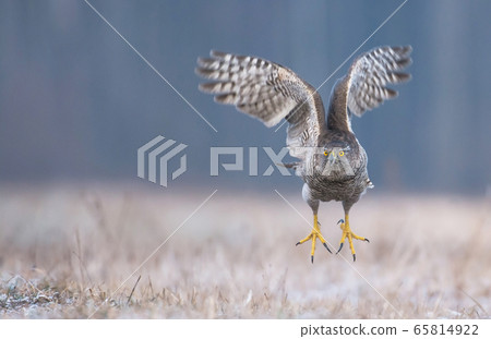 Northern Goshawk (Accipiter gentilis) 65814922