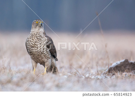 Northern Goshawk (Accipiter gentilis) Northern Goshawk (Accipiter gentilis) 65814923
