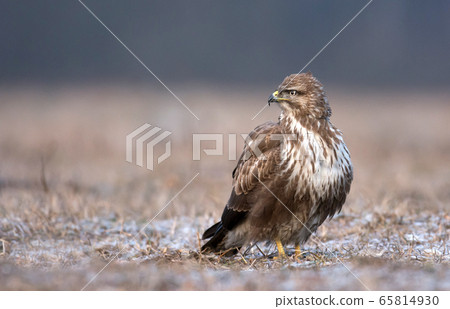 Common buzzard (Buteo buteo) 65814930