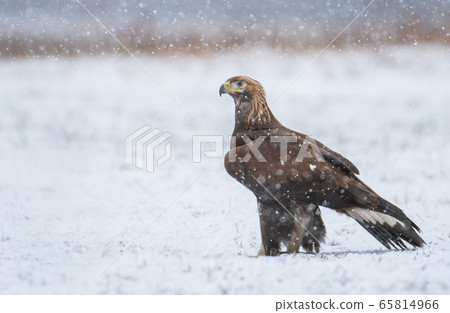 Golden Eagle (Aquila chrysaetos) Golden Eagle (Aquila chrysaetos) 65814966