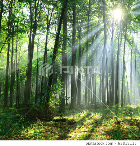 Beautiful morning in the forest Beautiful morning in the forest 65815113