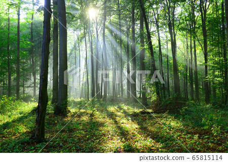 Beautiful morning in the forest Beautiful morning in the forest 65815114