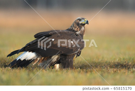 Golden Eagle (Aquila chrysaetos) Golden Eagle (Aquila chrysaetos) 65815170