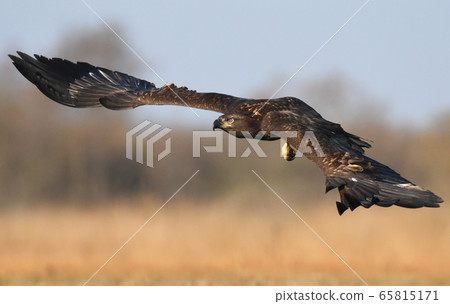 White tailed Eagle (Haliaeetus albicilla) White tailed Eagle (Haliaeetus albicilla) 65815171