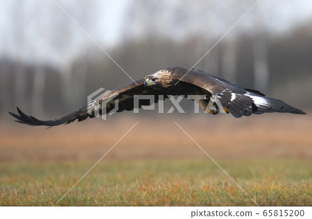 Golden Eagle (Aquila chrysaetos) 65815200