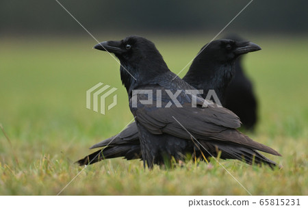 Raven (Corvus corax) 65815231