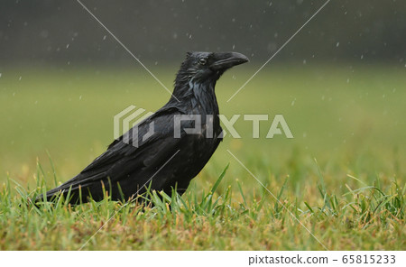 Raven (Corvus corax) 65815233