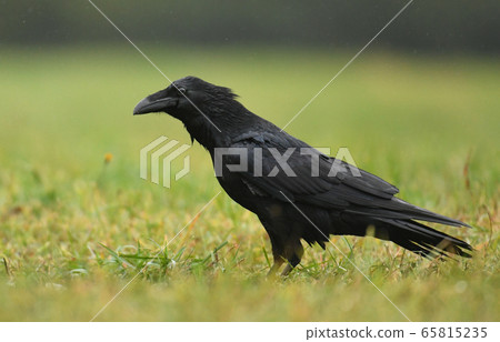 Raven (Corvus corax) 65815235