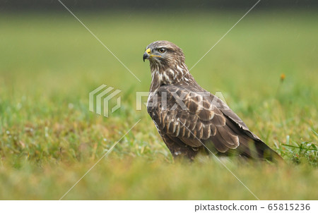 Young Common buzzard (Buteo buteo) 65815236