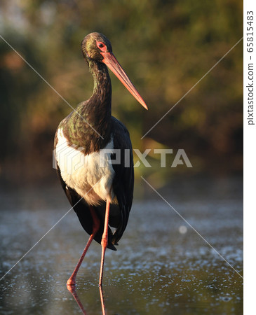 Black stork (Ciconia nigra) 65815483
