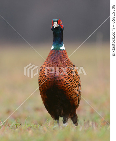 Ringneck Pheasant (Phasianus colchicus) Ringneck Pheasant (Phasianus colchicus) 65815508