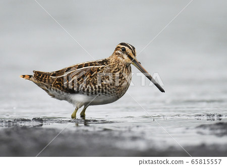 Common Snipe (Gallinago gallinago) Common Snipe (Gallinago gallinago) 65815557