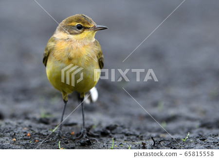 Yellow wagtaiil (Motacilla flava) Yellow wagtaiil (Motacilla flava) 65815558