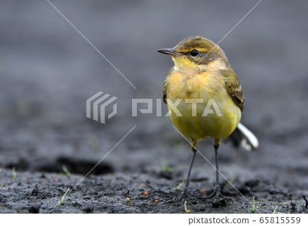 Yellow wagtaiil (Motacilla flava) Yellow wagtaiil (Motacilla flava) 65815559