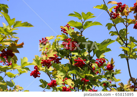 Branches of viburnum with ripe bright red berries Branches of viburnum with ripe bright red berries 65815895