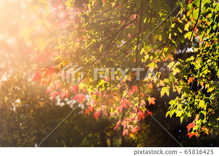 Autumn landscape Autumn landscape 65816425